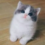 User Avatar - Javed Anwar