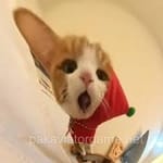 User Avatar - Kamran Saeed