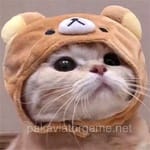 User Avatar - Shoaib Rafiq